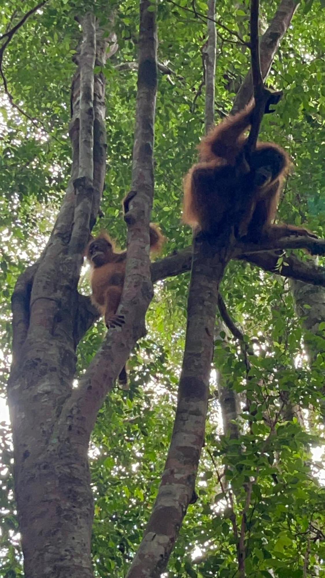 Ridho'S Homestay & Jungle Trekking Bukit Lawang Exterior photo