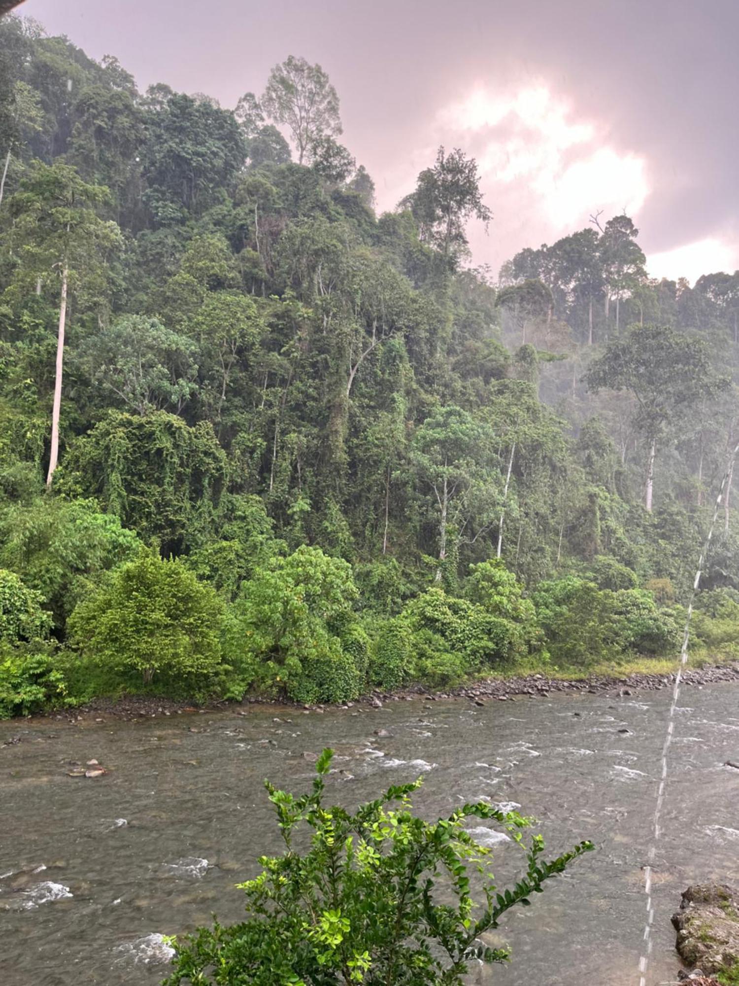 Ridho'S Homestay & Jungle Trekking Bukit Lawang Exterior photo