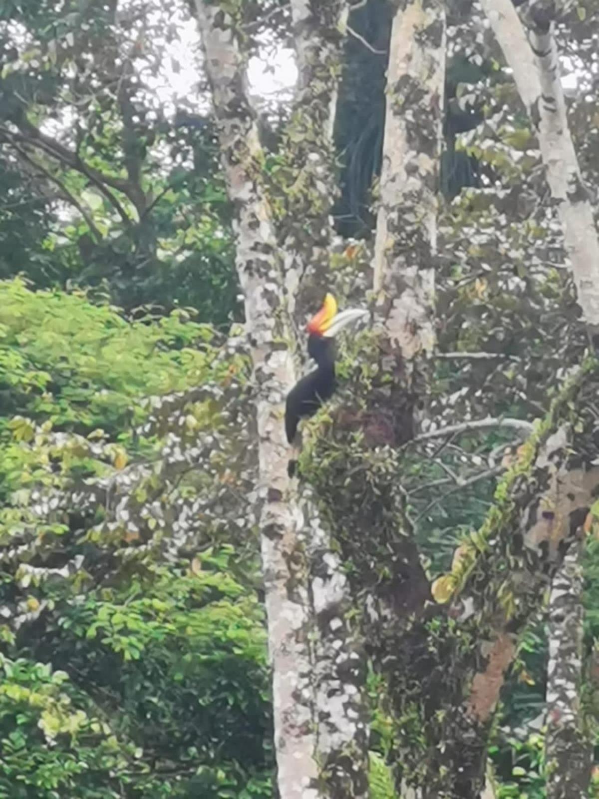 Ridho'S Homestay & Jungle Trekking Bukit Lawang Exterior photo