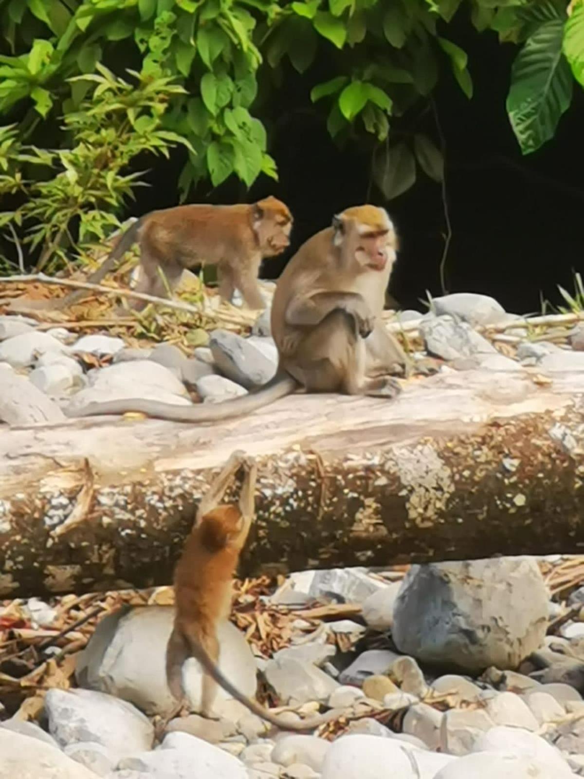 Ridho'S Homestay & Jungle Trekking Bukit Lawang Exterior photo